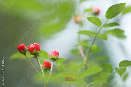 Small red rose in the summer gsrden, close up