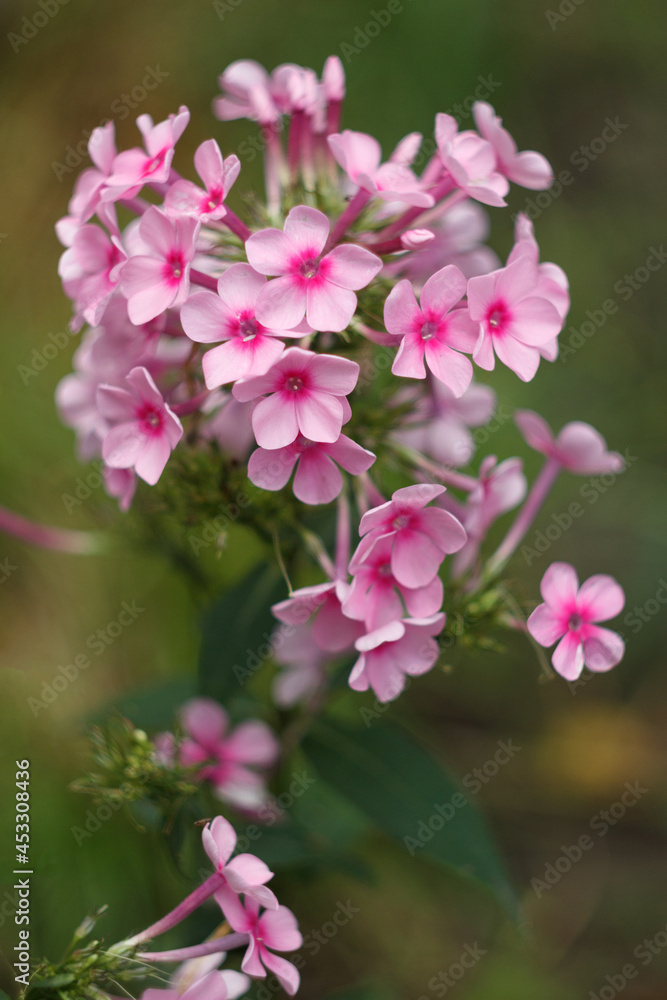 Pink phloxes blossoming in the summer garden, close up Pink phloxes blossoming in the summer garden, close up