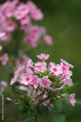 Pink phloxes blossoming in the summer garden, close up © sveten