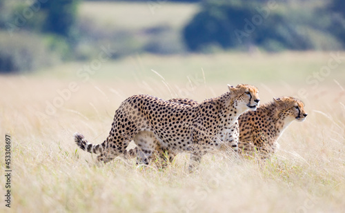 Photography Cheetah in Masai Mara, Kenya