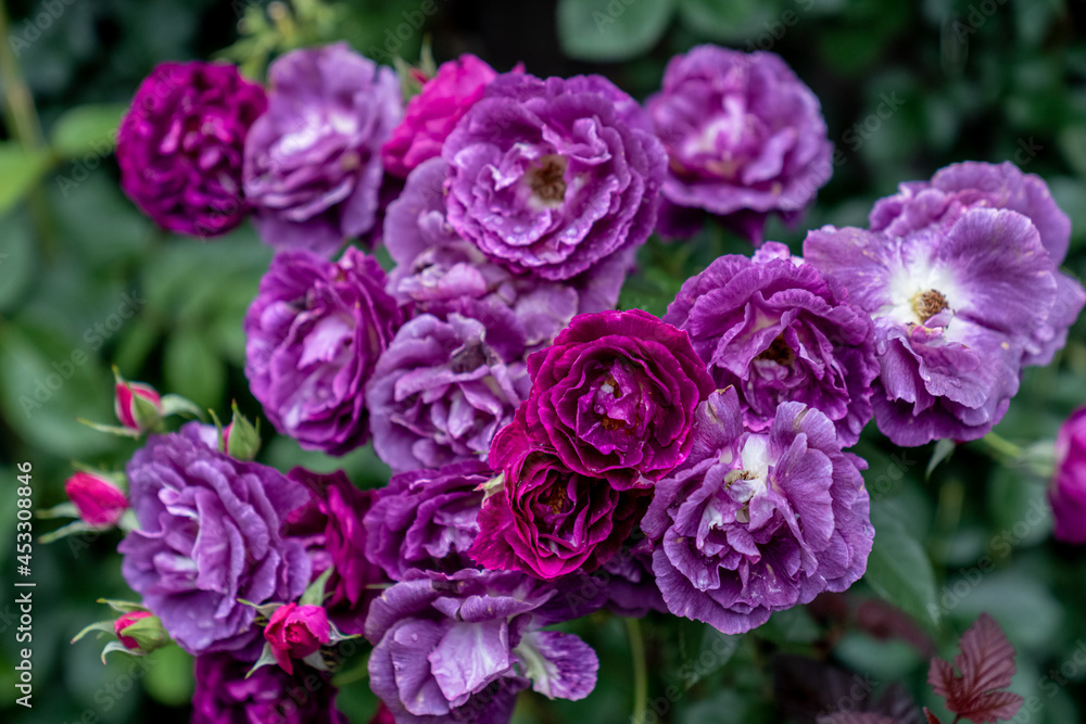 花 花