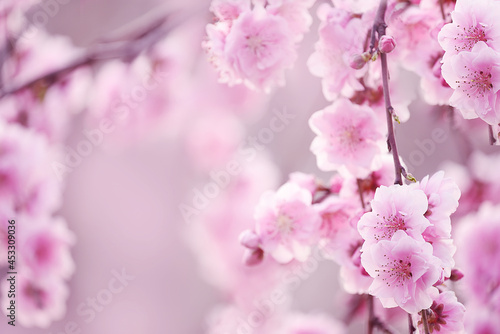 A branch with delicate pink flowers of a peach tree in bright sunlight against a blue sky. soft selective focus. Spring flowering of fruit orchards. 