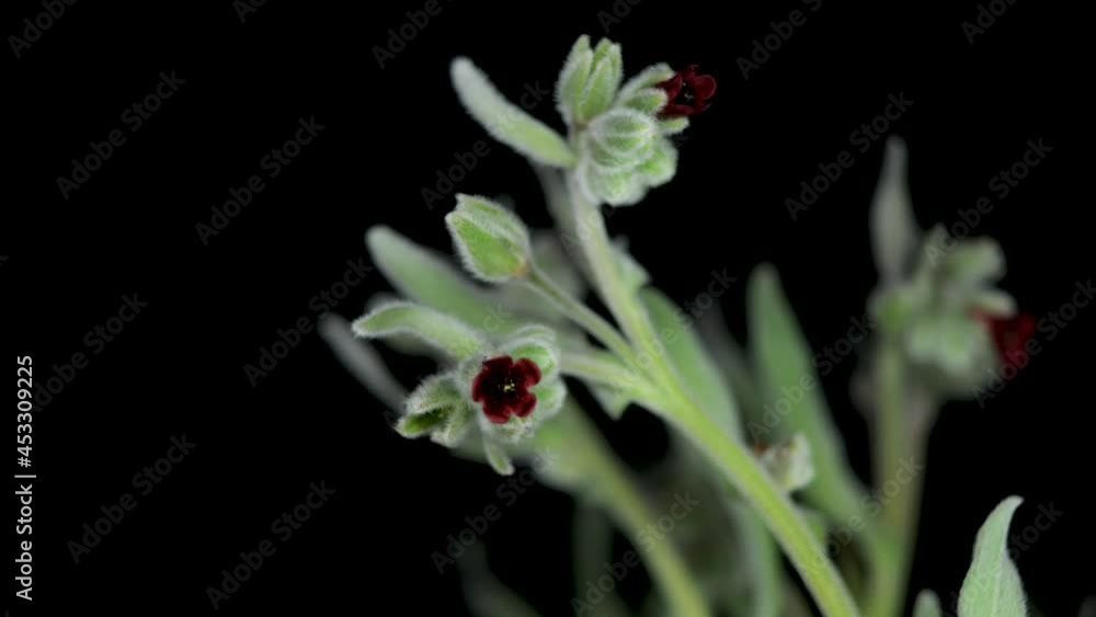 Pardoglossum cheirifolium, Pardoglossum is a monotypic genus of flowering plants belonging to the family Boraginaceae Pardoglossum cheirifolium, Pardoglossum is a monotypic genus of flowering plants belonging to the family Boraginaceae