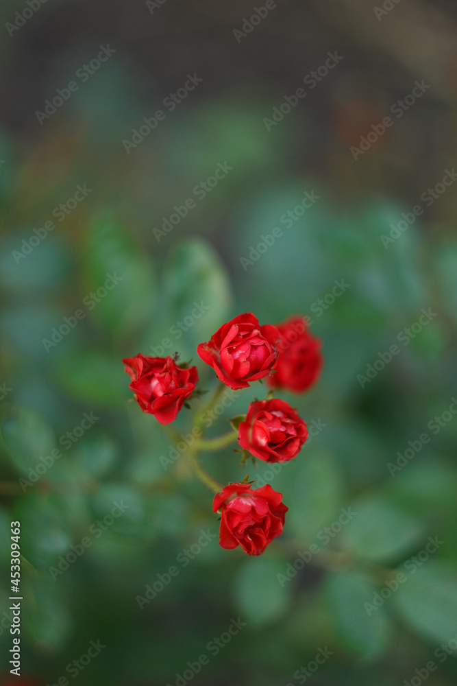 Small red rose in the summer gsrden, close up Small red rose in the summer gsrden, close up