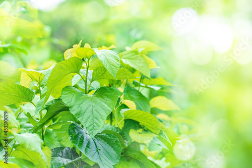 Fotografie Fresh Mulberry Tree Leaves in mulberry garden and green nature blur background