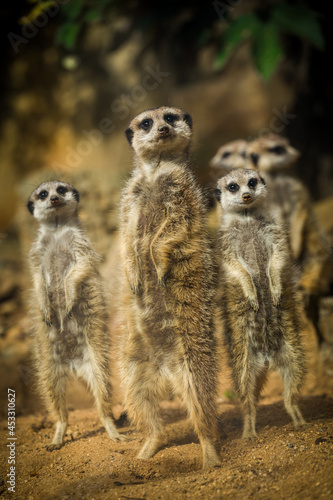 meerkat on the savannah © jurra8