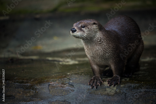 North American otter by the water photo