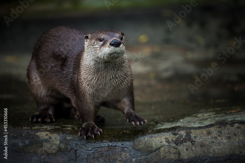 North American otter by the water
