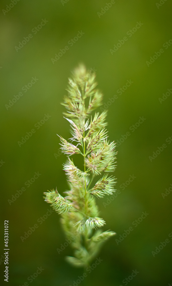 Close up of summer flowers on blurred background. Nature eco bloom concept with copy space as a backdrop. Floral for your project. Wildlife organic and travel concept Close up of summer flowers on blurred background. Nature eco bloom concept with copy space as a backdrop. Floral for your project. Wildlife organic and travel concept