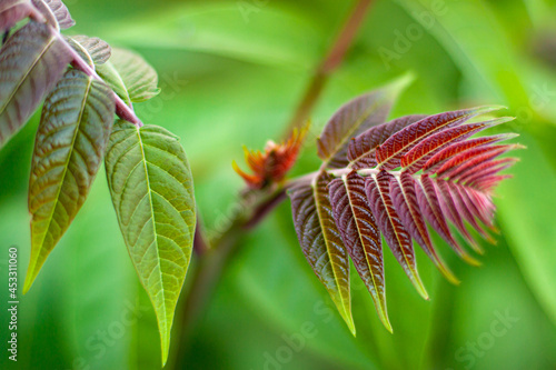 Close up of blurred summer green and red leafs on the branch with blurred green background. Nature concept with copy space on the left