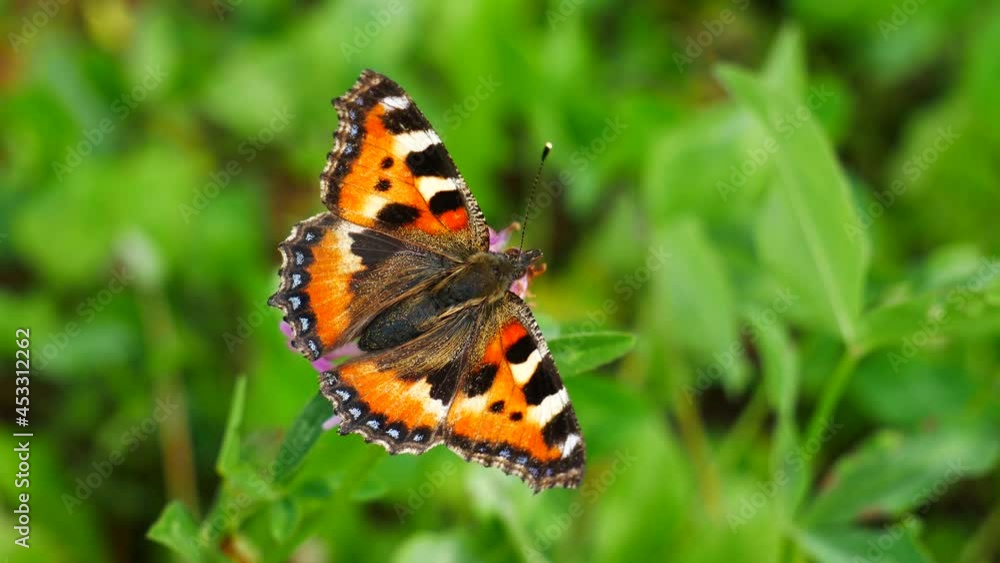 A butterfly with one antennae eats nectar on a clover flower. A butterfly with one antennae eats nectar on a clover flower.