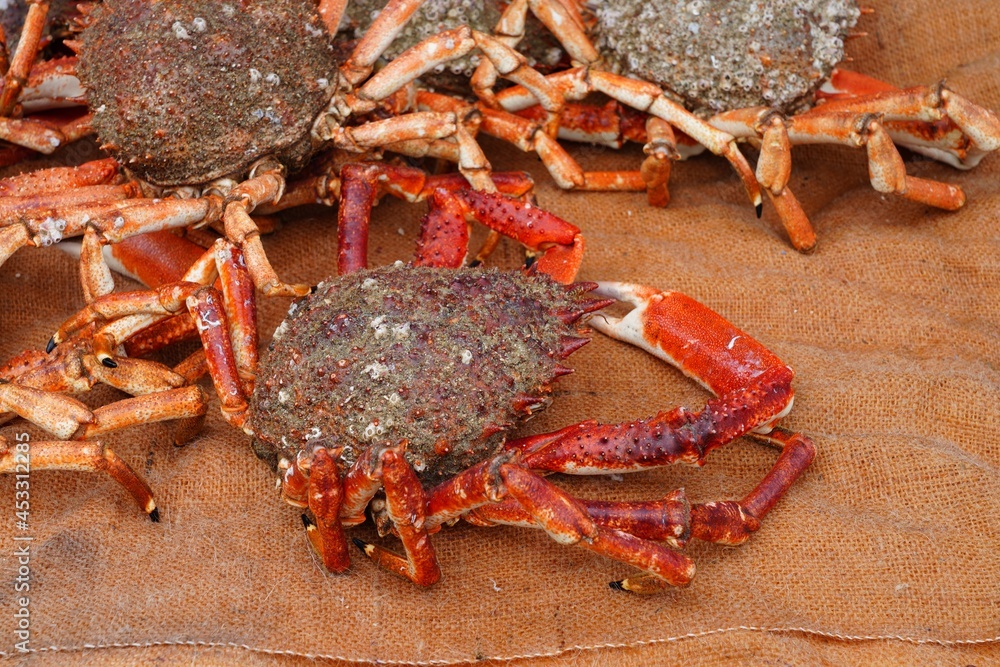 Sea spider crab for sale at a French seafood market in Brittany Stock