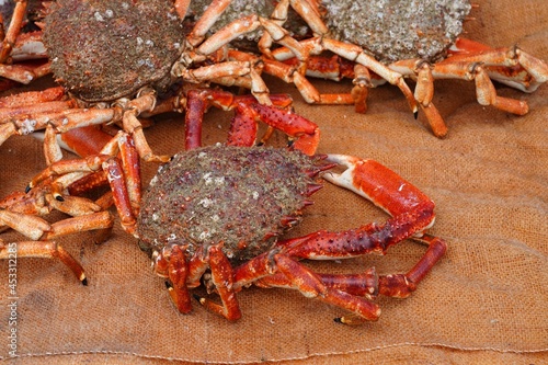Sea spider crab for sale at a French seafood market in Brittany photo
