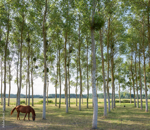 Fotografie, Obraz horse between poplar trees in Parc naturel régional Loire-Anjou-Touraine