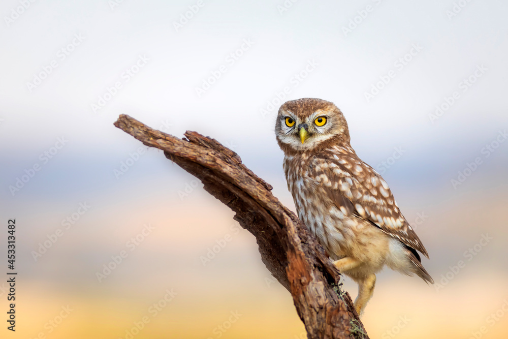 Little owl. Colorful nature background. Athene noctua. Little owl. Colorful nature background. Athene noctua.