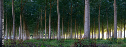 Fotografía poplar forest at dusk in forest  in between tours and angers
