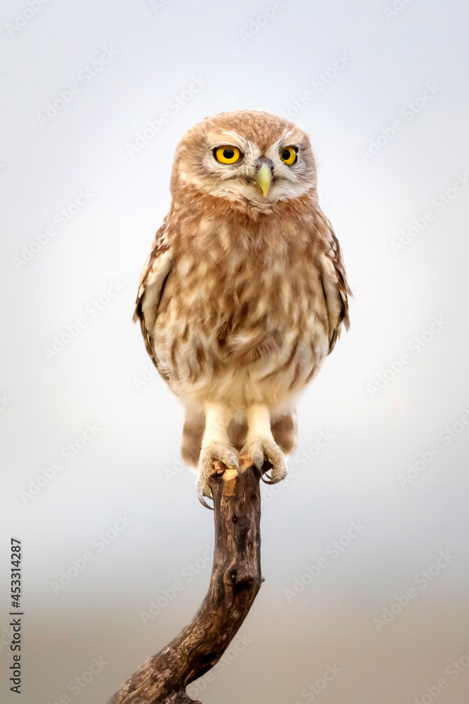 Fototapeta premium Little owl. Colorful nature background. Athene noctua. 