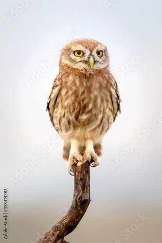 Little owl. Colorful nature background. Athene noctua.   © serkanmutan