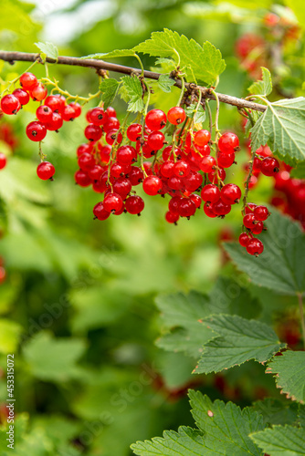 Bright red currant fruits hang from the branches against the background of leaves.