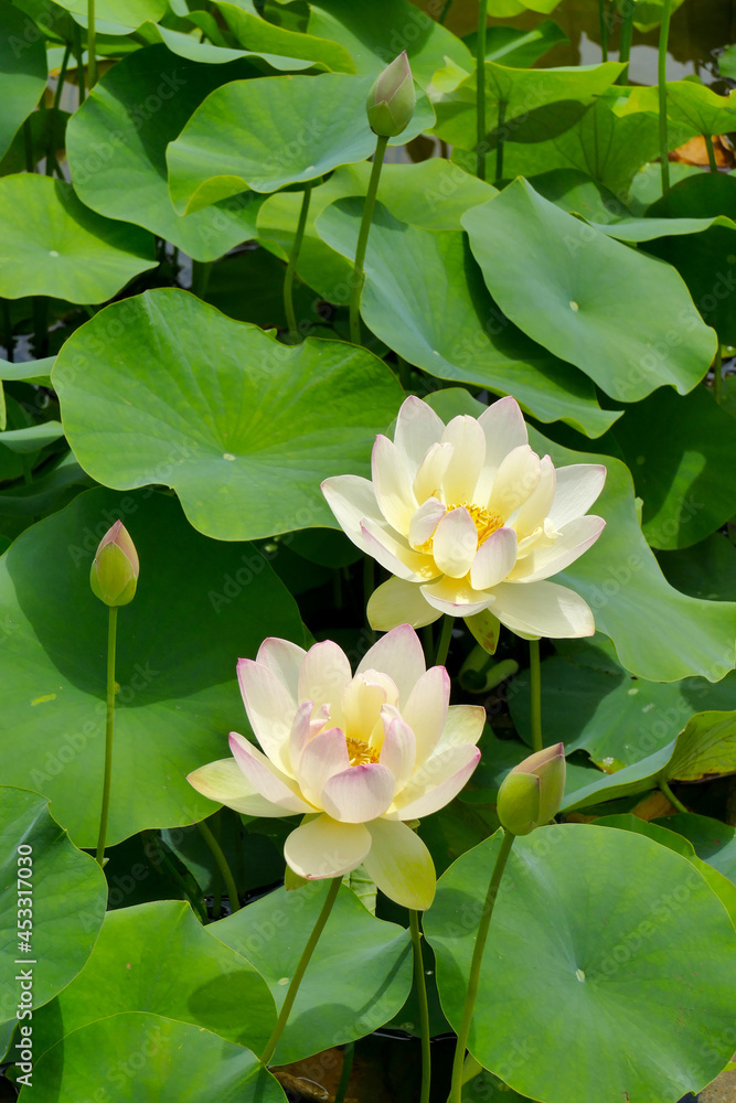 Fleurs de lotus blanches sur un étang Fleurs de lotus blanches sur un étang
