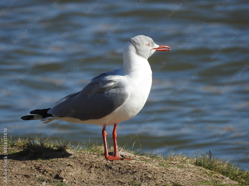 Fototapeta premium gaviota cap gris