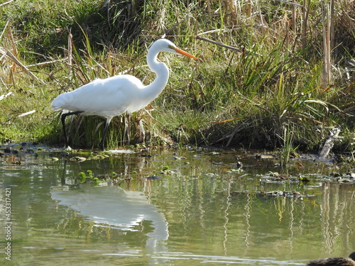 ardea cocoi1