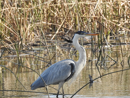 garza mora3