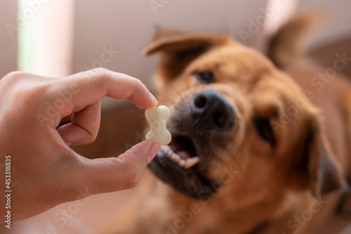 An image of adult brown dog is waiting for eat a goat milk tablet in bone shape from owner hand