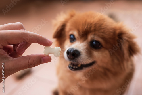 An image of adorable brown dog is waiting for eat a goat milk tablet in bone shape from owner hand