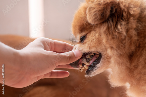 An image of the man is checking teeth of brown dog for cleaning calculus out