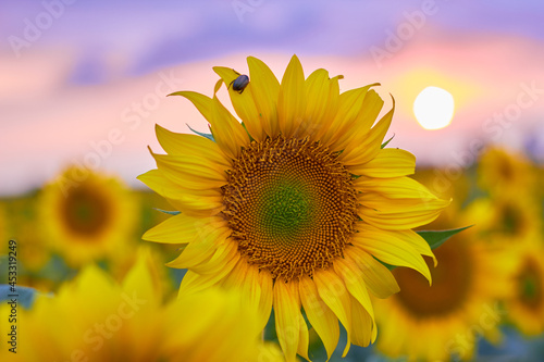 Blooming sunflowers on a sunset background. Yellow petals, green stems and leaves. Rural landscapes. Summer time.