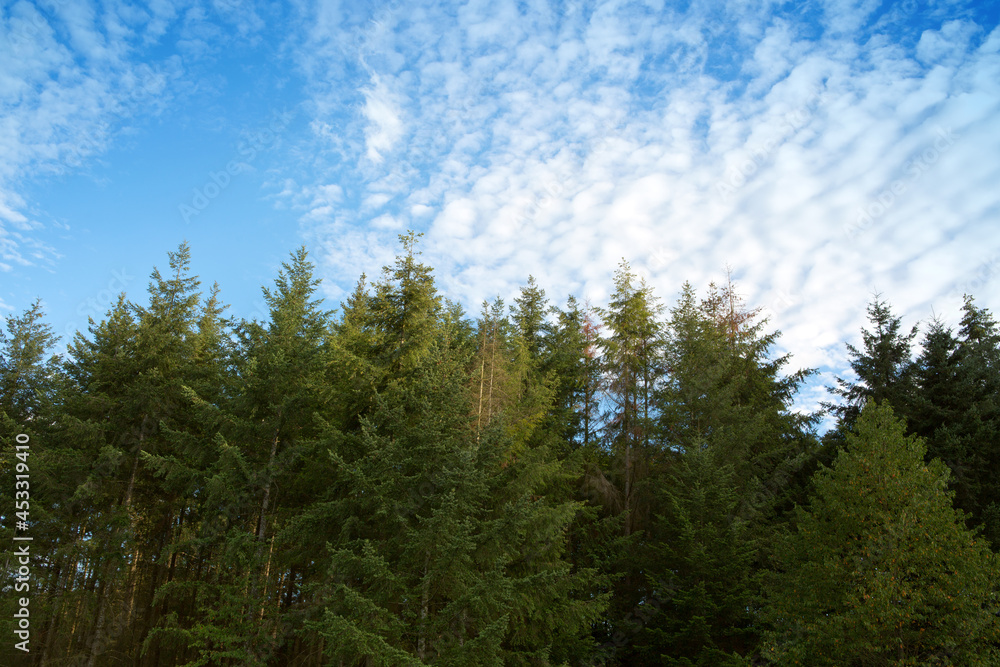 Summer landscape of green trees with bright clouds sky