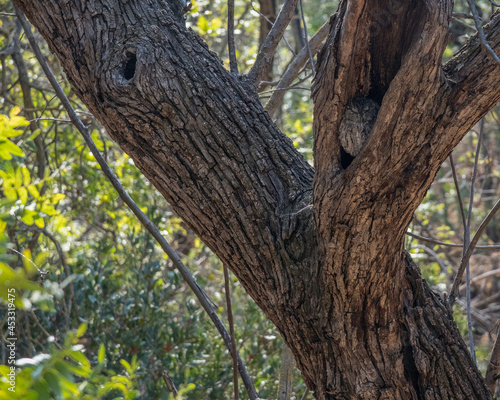 A Western Screech Owl (Megascops kennicottii) rests in the nook of a dead tree, Franklin Canyon, Beverly Hills, CA.