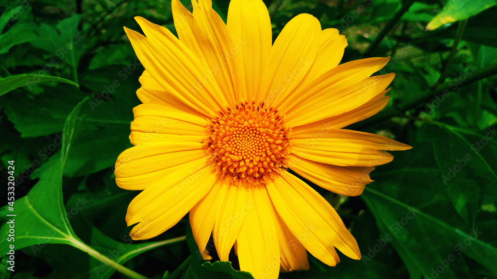 Sunflower in the garden Sunflower in the garden
