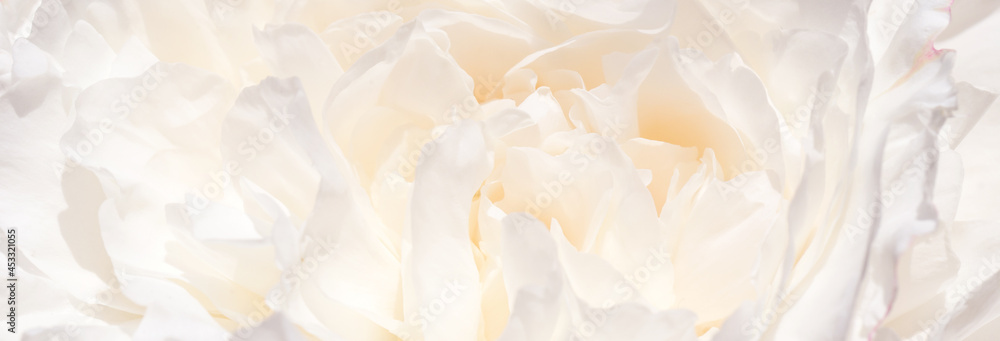 Romantic banner, delicate white peonies flowers close-up. Fragrant pink petals Romantic banner, delicate white peonies flowers close-up. Fragrant pink petals
