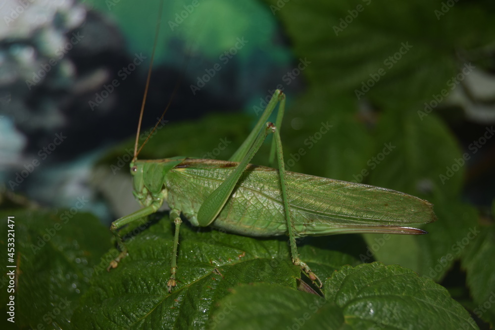 grasshopper on the grass grasshopper on the grass