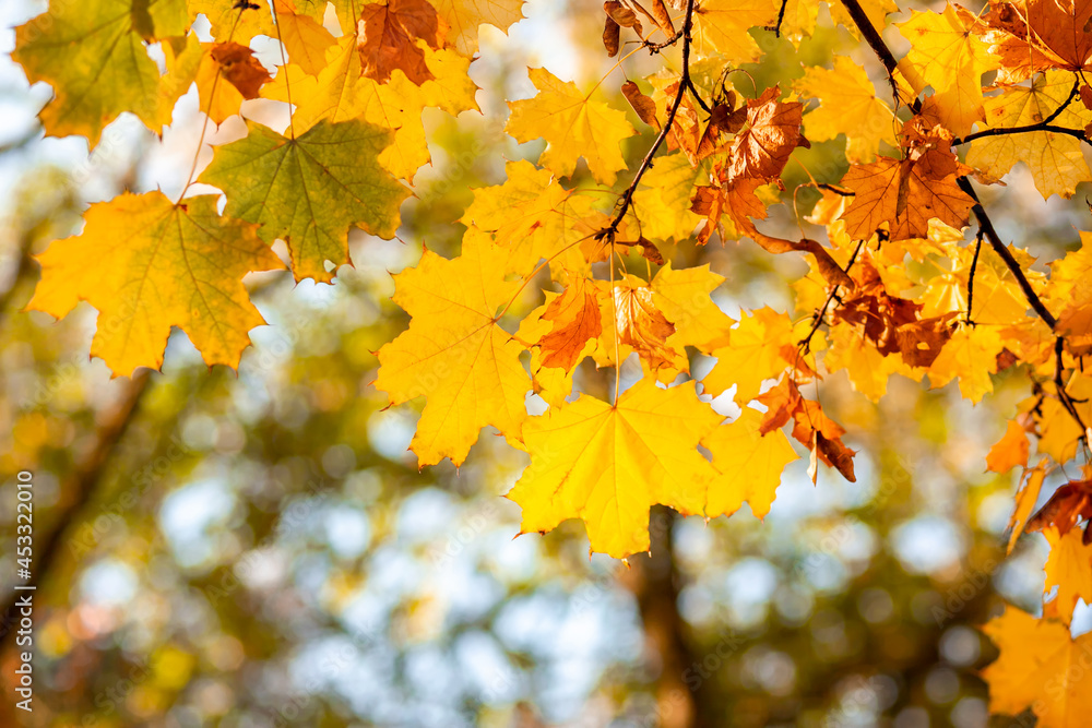 Natural autumn maple leaves on a branch, through which the setting sun shines Natural autumn maple leaves on a branch, through which the setting sun shines