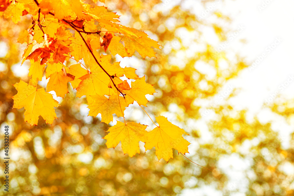 Natural autumn maple leaves on a branch, through which the setting sun shines Natural autumn maple leaves on a branch, through which the setting sun shines