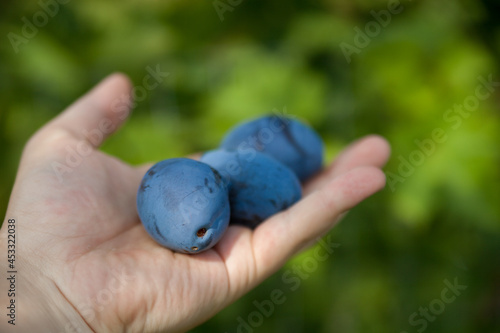 Ripe homemade plum in hand. Gardening. Agriculture.