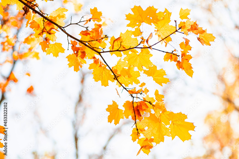 Natural autumn maple leaves on a branch, through which the setting sun shines Natural autumn maple leaves on a branch, through which the setting sun shines