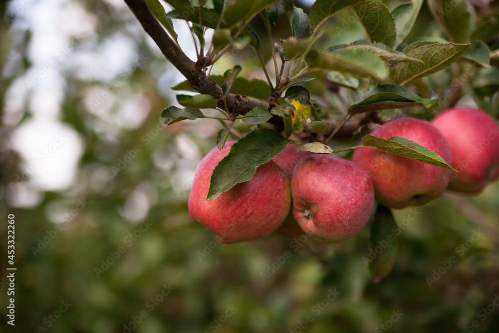 Apple tree. Ripe apples on the tree. Apples close up. Eco-friendly apples in their natural environment. Apple tree. Ripe apples on the tree. Apples close up. Eco-friendly apples in their natural environment.