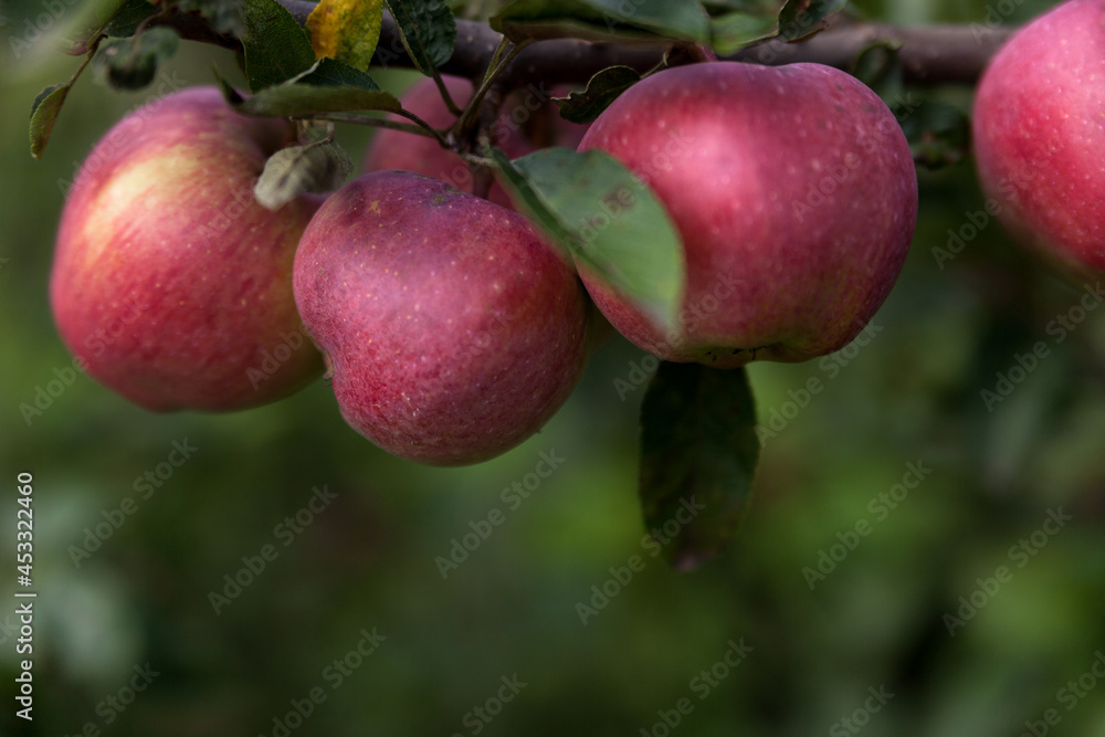 Apple tree. Ripe apples on the tree. Apples close up. Eco-friendly apples in their natural environment. Apple tree. Ripe apples on the tree. Apples close up. Eco-friendly apples in their natural environment.
