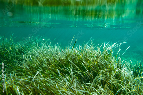 Underwater Posidonia Oceanica seagrass seen in the mediterranean sea with clear blue water. Meadows of this algae are important for the ecosystem and for the marine environment
