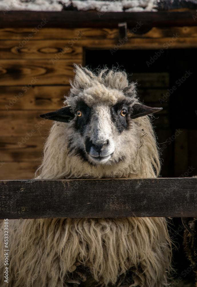 Obraz premium Sheep in the stall of a wooden barn. Farm in Scotland 