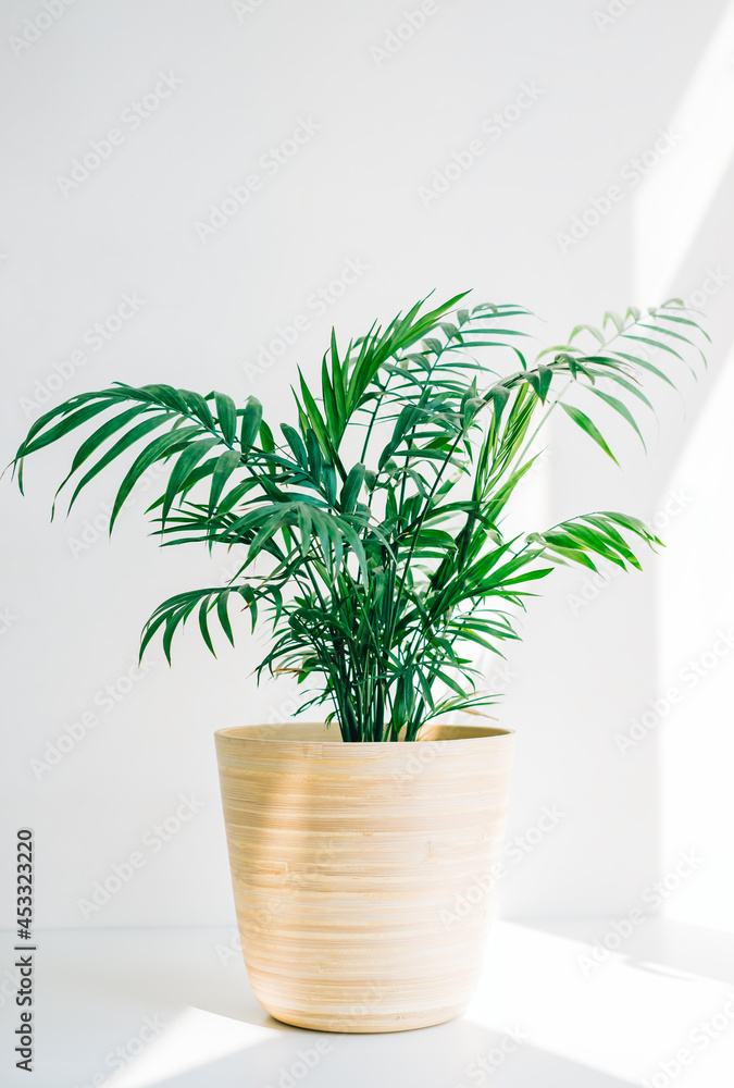 Green palm chamaedorea in bamboo pot on white table in sunlight.