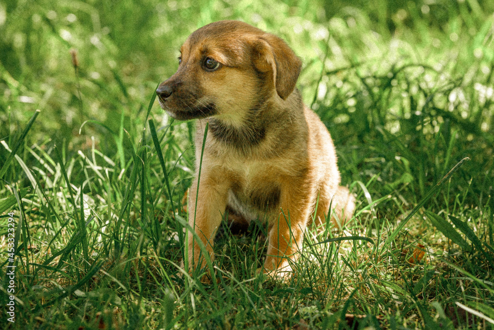mother dog take care puppies with love mother dog take care puppies with love