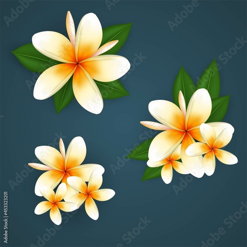 Realistic vector plumeria (frangipani) flowers with leaves 