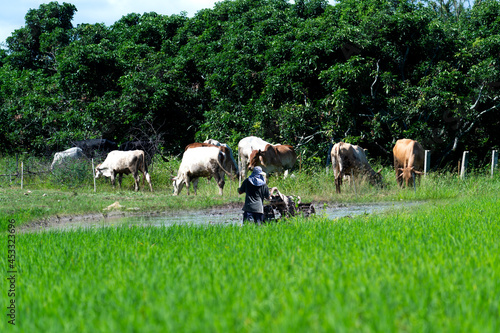 mixed farming of Thai farmers, Farming, gardening and animal husbandry