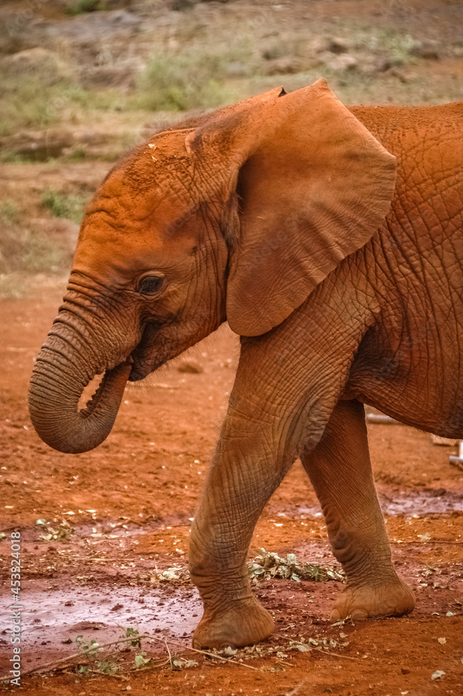Fototapeta premium Baby elephant roaming in Kenya