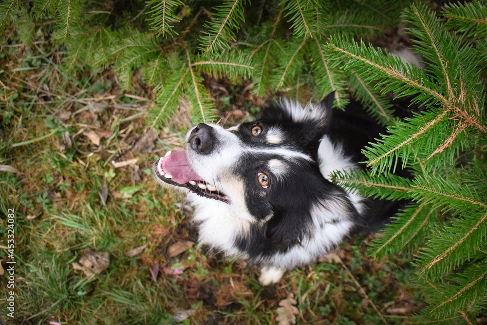 Fototapeta premium Border collie is sitting in the bush. Autumn photoshooting in park.